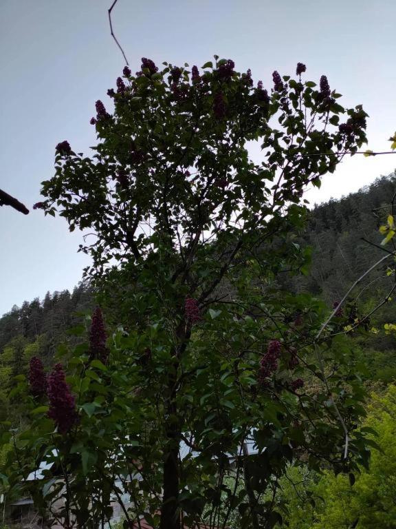 Guest House Gogias Cixe Borjomi ภายนอก รูปภาพ